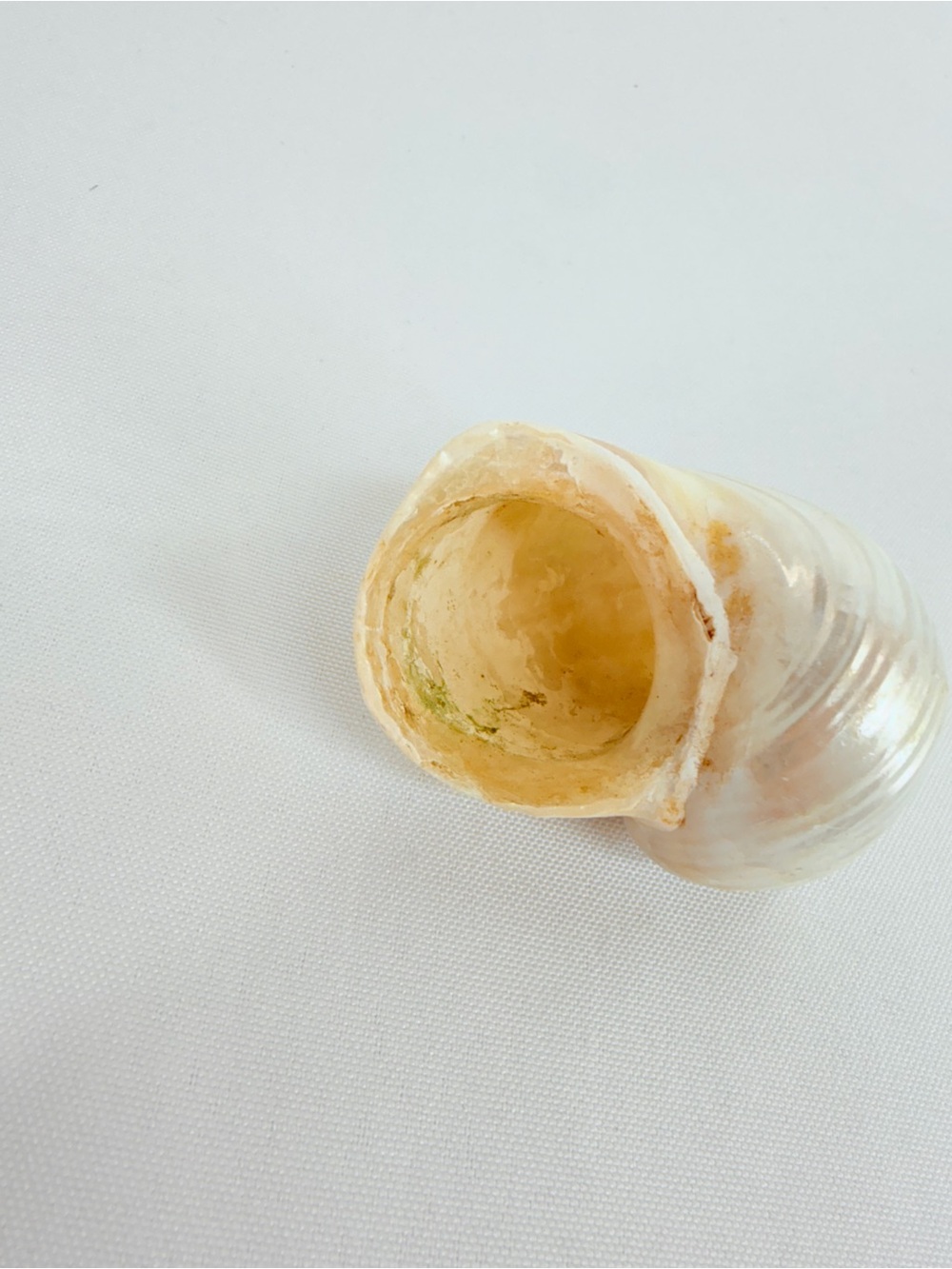 Shiny Seashell - Picture 5 of 7